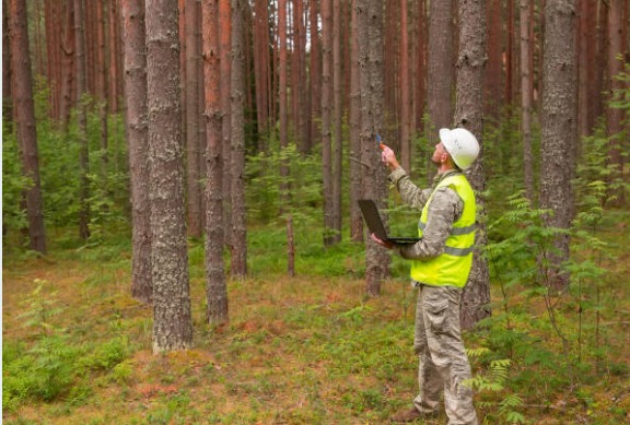 Forest Management